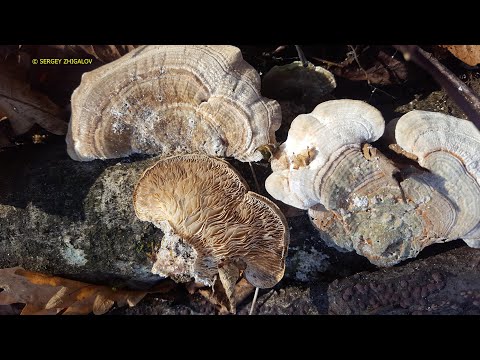 Лензитес березовый Trametes betulina Lenzites betulina Гриб иммунодепрессант