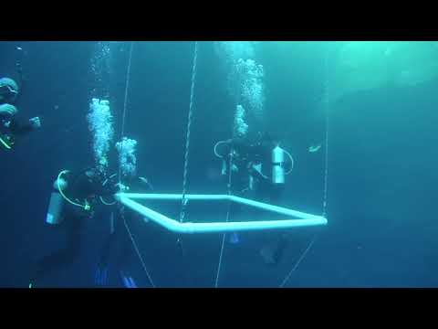 Open Water Diver Skills - CESA 1