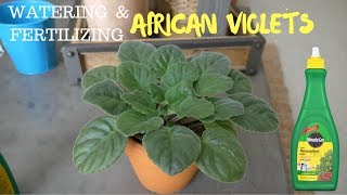 Watering | Fertilizing African Violet using Miracle Gro houseplant fertilizer