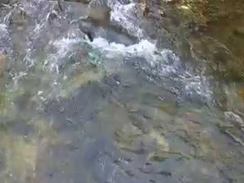 orasul Videle, judetul Teleorman