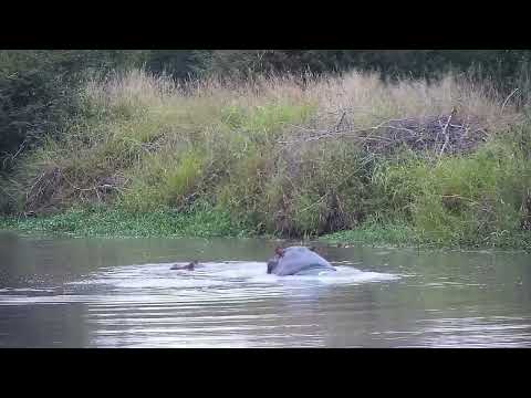 Djuma: Four Hippos-male and also the female with two calves - 06:07 - 04/16/2023