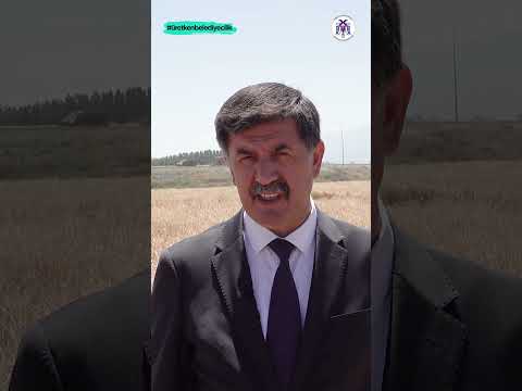 Belediyemize ait hububat tarlalarında Biçerdöver ile hasat işlemleri başladı 17.08.2023