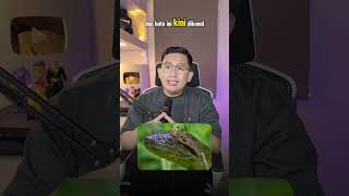 Download lagu Thailand's Snake Stone Captures the World's Attention: Is It Really an Ancient Snake? mp3 Download lagu Thailand's Snake Stone Captures the World's Attention: Is It Really an Ancient Snake? mp3