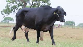LOTE 51 - AGATA DA ZOONITRO (4479-CC)
