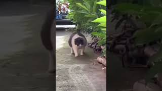 Download lagu Tung Tang Tung Kucing Lucu #shorts #kucing #kucinglucu mp3