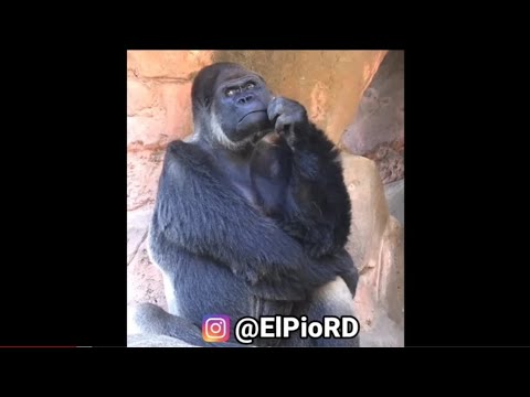 El Pio RD, Doblajes Diciembre 2022