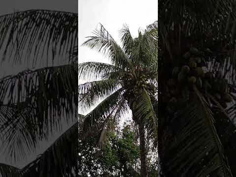 barulhinho bom, são Pedro da aldeia RJ #saopedrodaaldeiarj