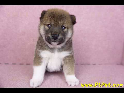 01/11赤色柴犬母幼犬3號