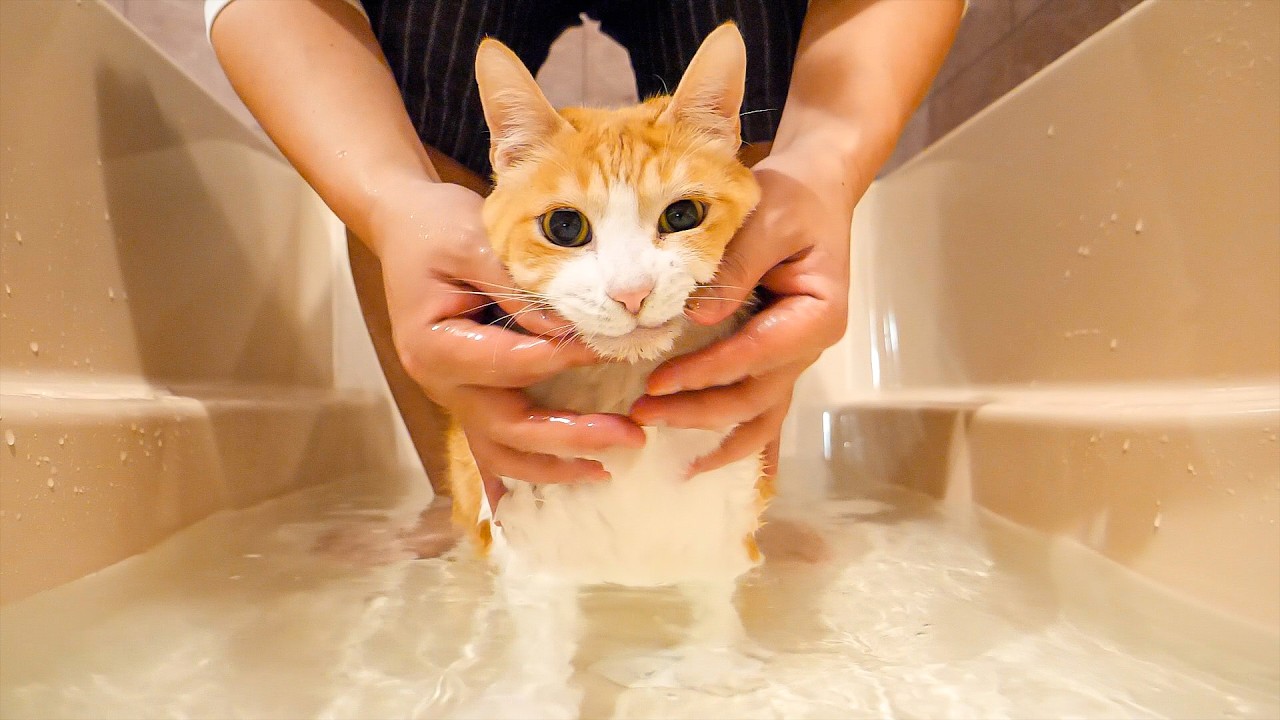 ロビンは急にお風呂へぶち込まれて不機嫌になりました。