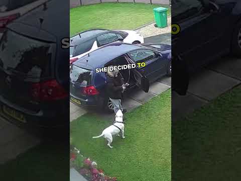 Dog took a shocking decision and THIS happens! 🤯💛 #cuteanimals #entertaininganimals #pets