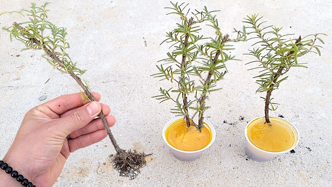 ENRAÍZA QUALQUER TIPO DE GALHO (apenas 1 ingrediente)