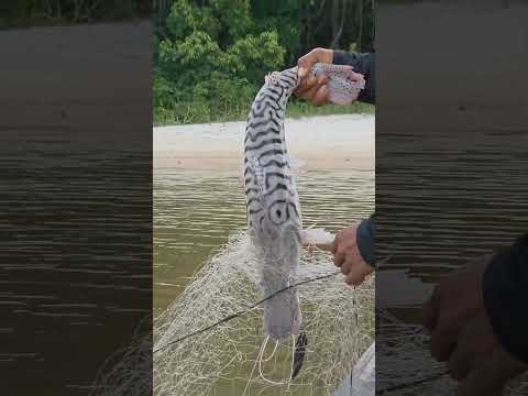 Pescaria no Rio Jutaí: Surubim na malhadeira e a beleza do Caparari.