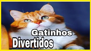 Gatinhos  Divertidos ( FUNNY CATS )
