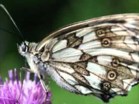 Franz Schubert.Impromptus D 935.No 4.F-moll.Murray Perahia