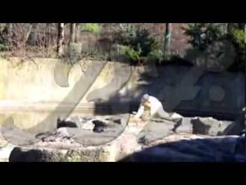 19. März 2011: Video zeigt Knuts letzte Minuten