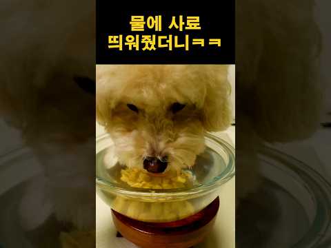 물에 사료 띄워줬더니ㅋㅋ