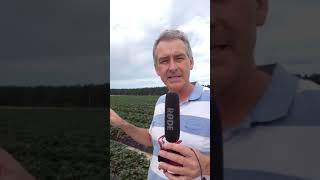 Strawberry Crisis - Oasis Farms