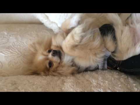 Sleeping Pomeranian Part 2