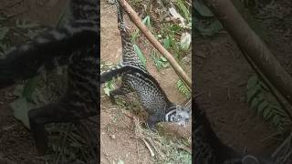 Download lagu Trap || Musang kena jebakan #trap #hunting #pemburu #shorts mp3