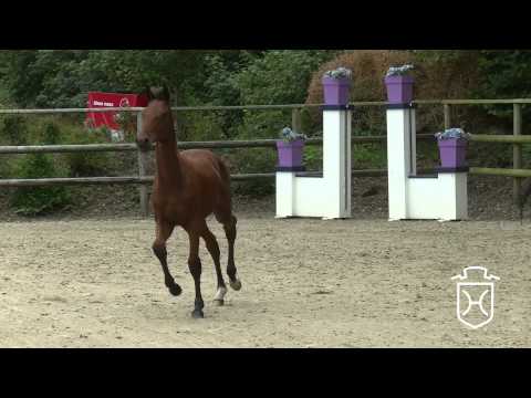 CH075 Stutfohlen von Cascadello I   Contender   Lasino