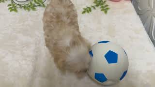 ハーフ犬の動画01