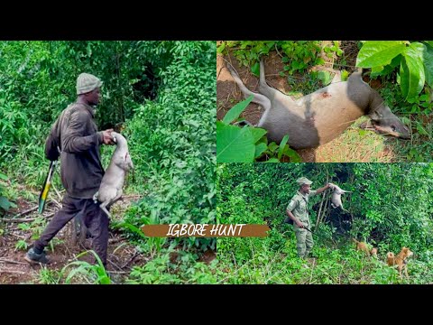 Hunting In Nigeria 🇳🇬: Hunting for Duikers in Oríle Igbore village (part 1)
