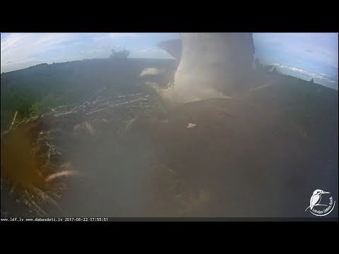 2017/06/22 167h55m Latvian Osprey~Teo brings big jumping fish~