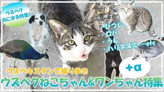 【ウズベキスタンvlog】ウズベクねこちゃんワンちゃん特集｜街に動物が溢れる日常｜中央アジアならでは、羊の大群＆砂漠のハリネズミ