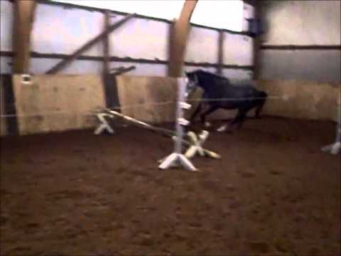 2jährige Schimmelstute von Count Grannus / Foxhunter / Quasi Roi