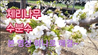 체리재배 수분수 고민해결