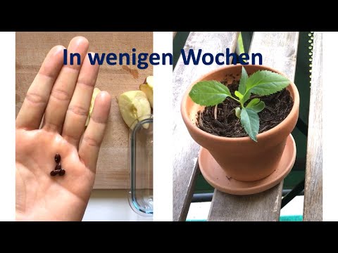 Apfelbaum selber ziehen | Vom Kern zum Baum in wenigen Tagen | ANLEITUNG | Kerne keimen lassen