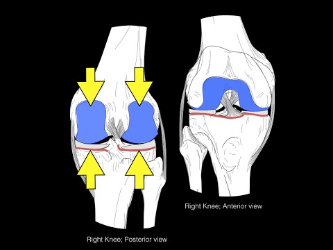 Knee joint structure and actions