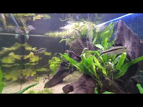 Inside my 180L aquarium