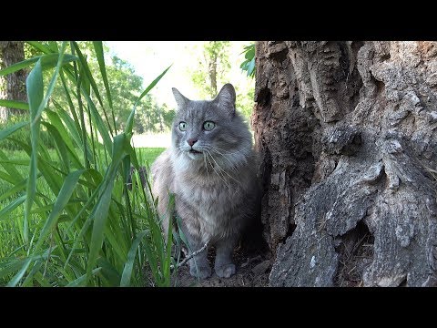 Cats in 4K