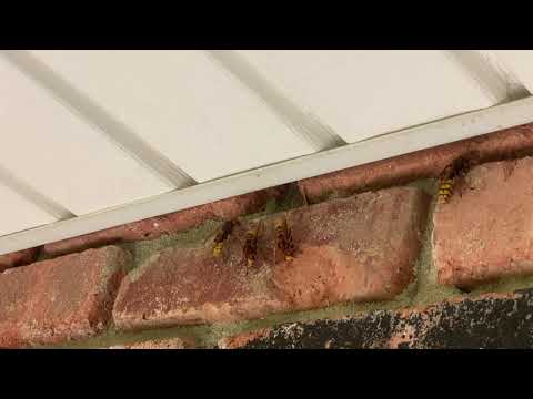Brick Wall Full of European Hornets in Lincroft, NJ