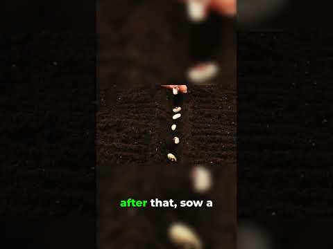 How to Succession Sow Green Beans in Zone 4 for a Continuous Harvest