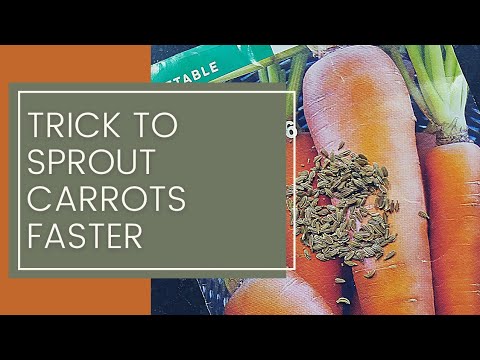 , title : 'Trick to germinate CARROT seeds FASTER and more EVENLY; Fall/Winter Planting #GardenHacksThatWork'