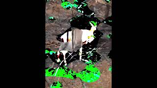 Beesting - Ugly Casanova (Fan Video)