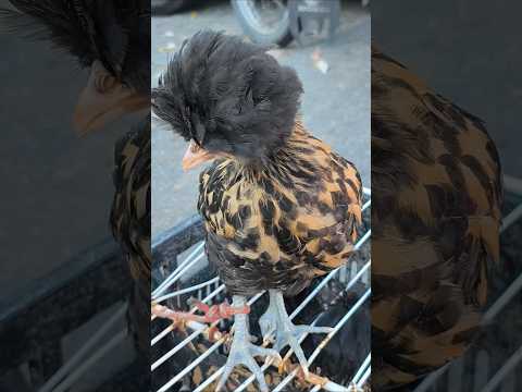 VOCÊ ENCONTRA GALINHA POLONESA EM OROBÓ PE 05/09/2026