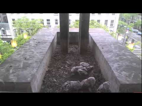 FalconCam 060613 10:46am Up on the ledge!