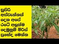 New Hybrid Chilli Varieties In Sri Lanka