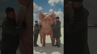 Two men scratch the neck of a huge pig