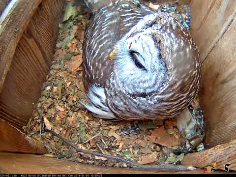 Live Crayfish Stowed For Later By Barred Owl Female – Apr. 4, 2019