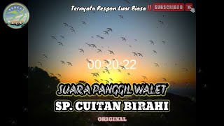 Download lagu RESPON LUAR BIASA ‼️SUARA PANGGIL WALET ‼️SP. CUITAN BIRAHI ORIGINAL ‼️@BerkatWalet mp3