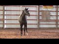 RF Lavender - 2016 Appaloosa Sport Horse Filly by Lion King