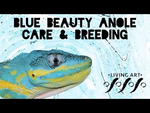 Blue Beauty Anole (Anolis equestris potior) - Care and Breeding