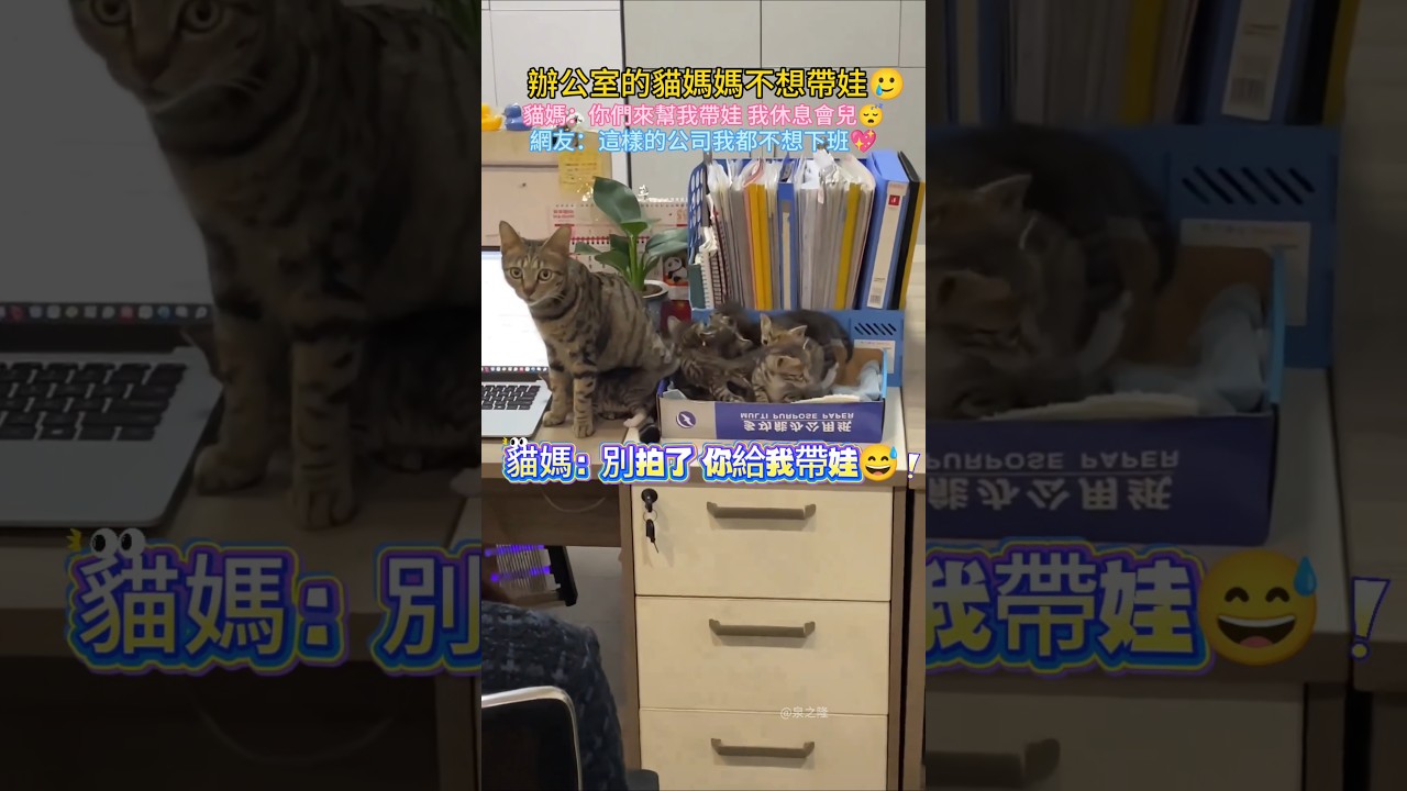 辦公室的貓媽不想帶娃… 貓媽媽：人 你們幫我帶娃💖我休息會兒😴 網友：這種公司我都不想下班😊 #cat #cute #shorts #funny #catshorts