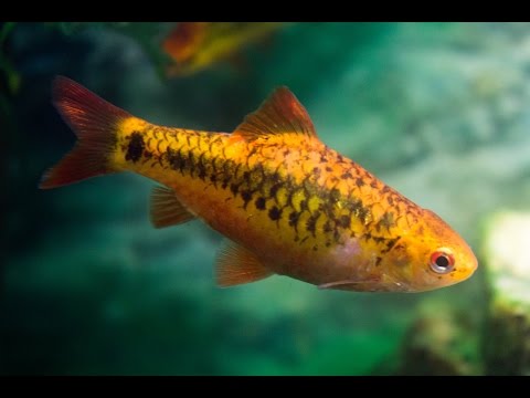 Barbus zlatý (Barbodes semifasciolatus) — species profil, akvárium a starostlivosť