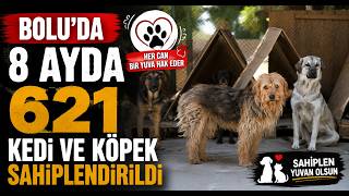  Boluda 8 Ayda 621 Kedi ve Köpek Sahiplendirildi