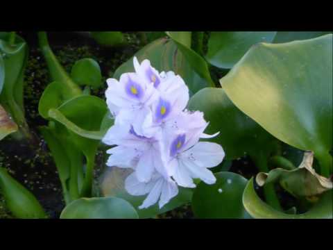 download lagu mp3 mp4 Flor De Camalote, download mp3 Flor De Camalote free download, download mp3 Flor De Camalote